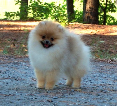 Gabby at 5 mos