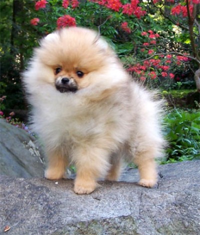 Gabby at 3 mos