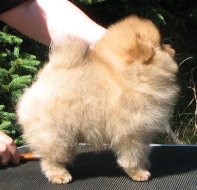 Ginny at 9 wks