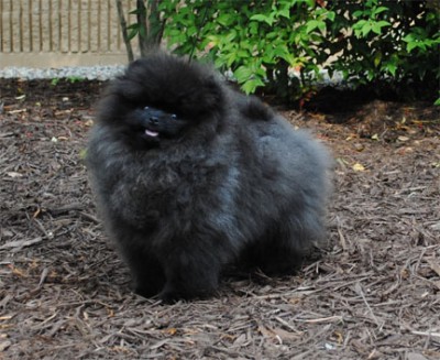 Kosh at 5 mos old