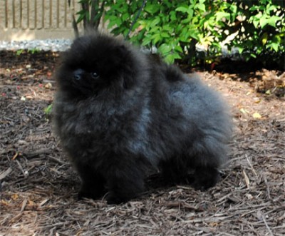 Kosh at 5 mos old