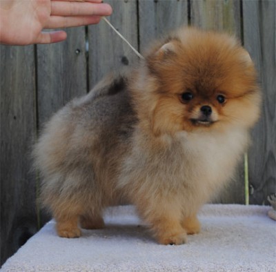 Malcolm at 12 wks