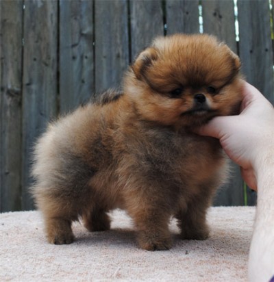 Malcolm at 8 wks