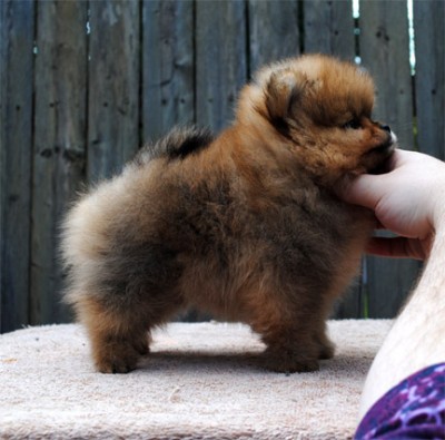 Malcolm at 8 wks