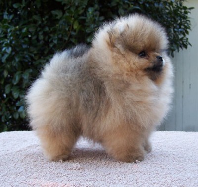 Odette at 9 wks old