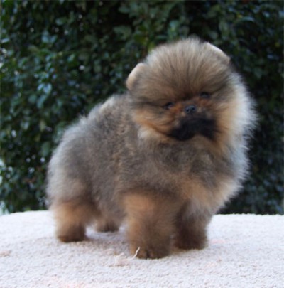 Odin at 9 wks old