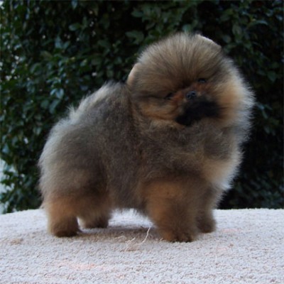 Odin at 9 wks old