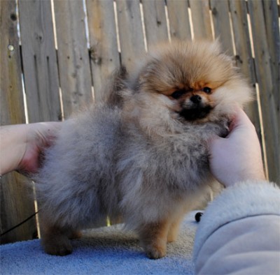 Polly at 15 wks old