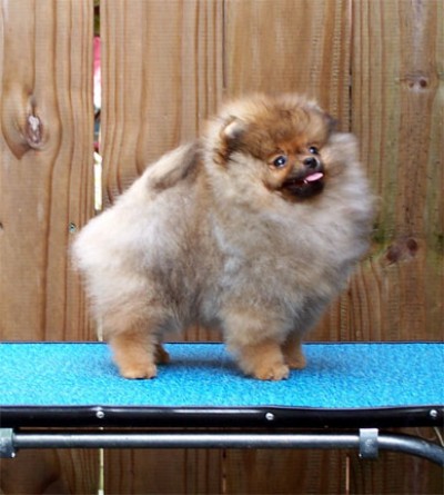 Priya at 15 wks old