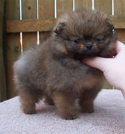 Priya at 7 wks old