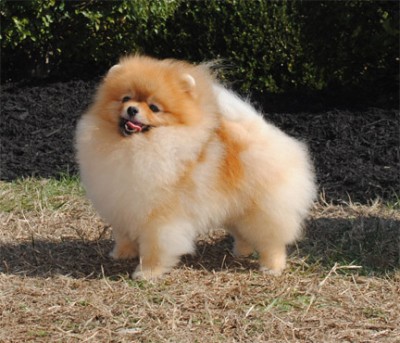 Riggs at 2 yrs old