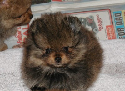 Sienna 8 wks