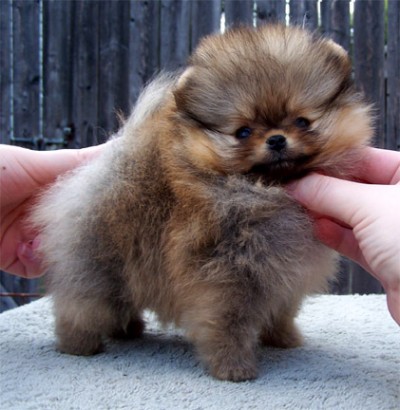 Xander at 9 wks