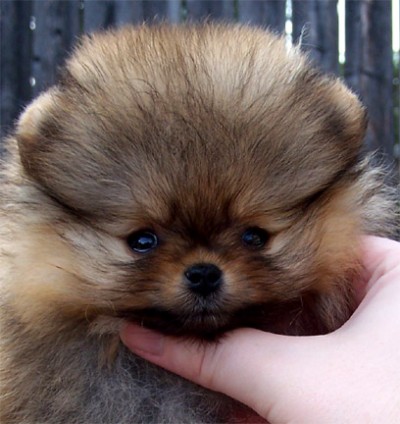 Xander at 9 wks