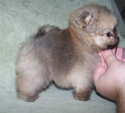 Zoe at 6 wks