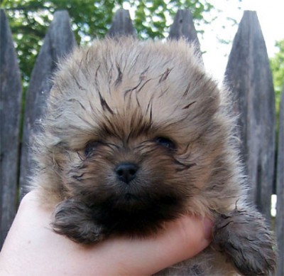Zoe at 4 1/2 wks