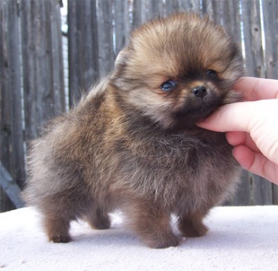 Westley at 8 wks