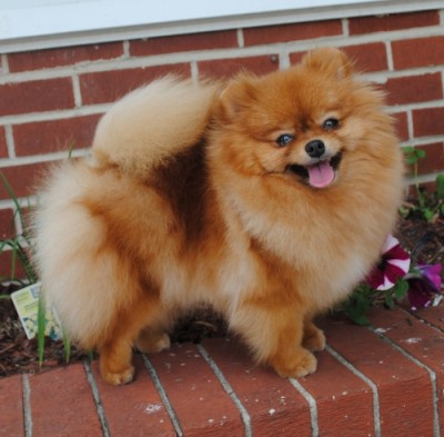 Fergie 2 yrs