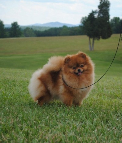 Fergie 2 yrs old