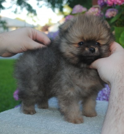 Victor at 6.5 wks
