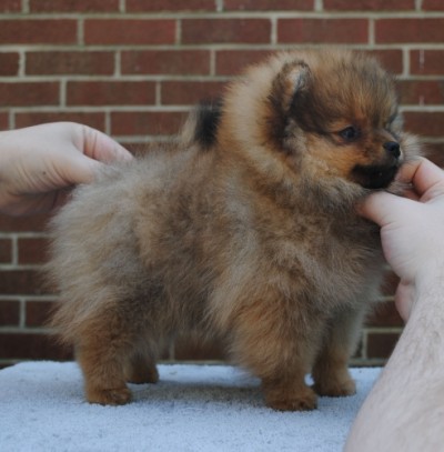 Sybil 9 wks old