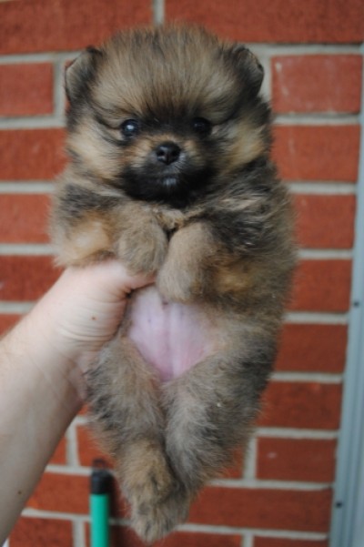 Arya 5 1/2 wks old