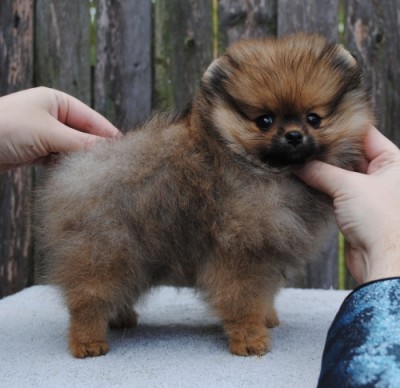 Arya 9 wks old