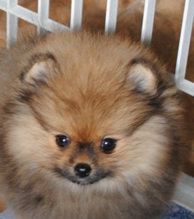 Arya 9 wks old