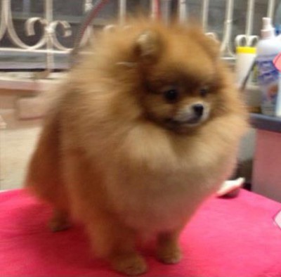 Maxwell 4 yrs old