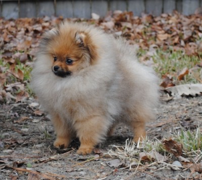 Arya 18 wks old