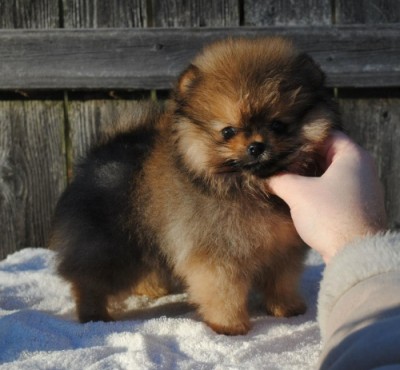 8 wks old