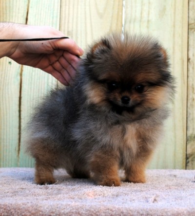11 wks old