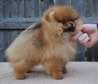 10 wks old