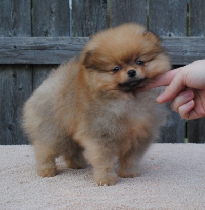 Jaqen at 8 wks old