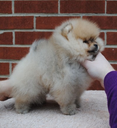 Dany at 9 wks old