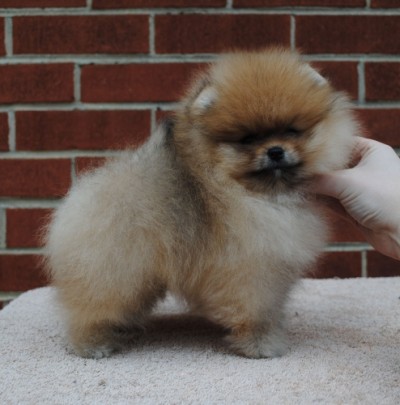 9 wks old