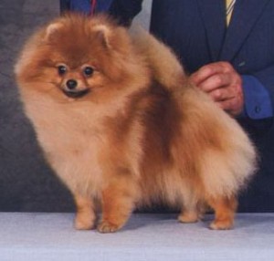 Chikai Super Model
