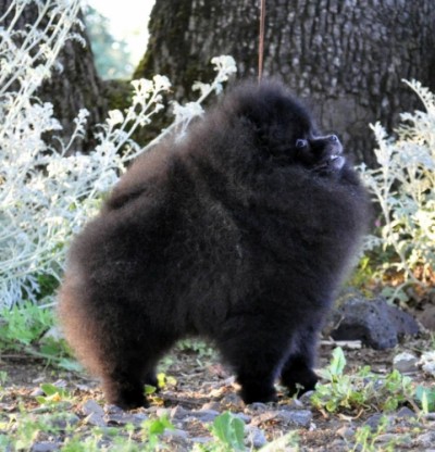 Blackberry at 18mos
