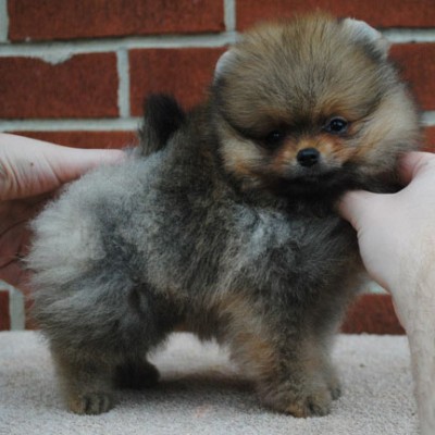 Dexter at 9 wks old