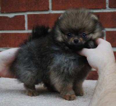 Jon-Jon at 9 wks