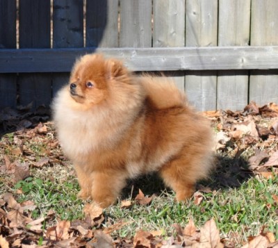 Tristan at 6mos old