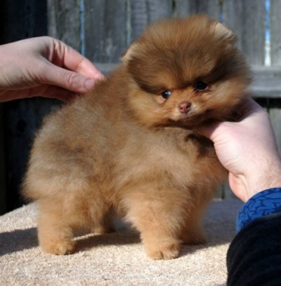 Reese at 8 wks