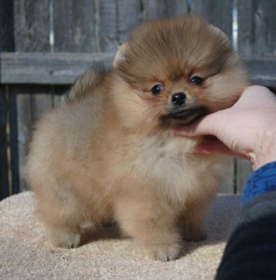 Pickles 8wks