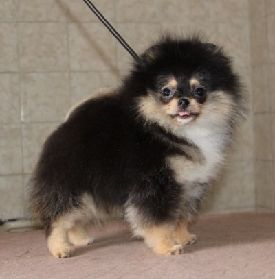 Tessy at 12 wks