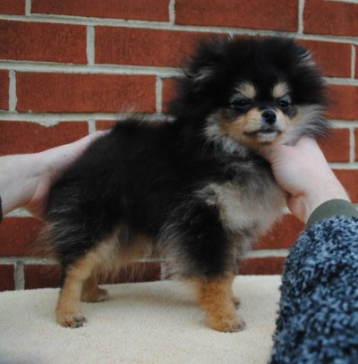 Tessy 4mos old