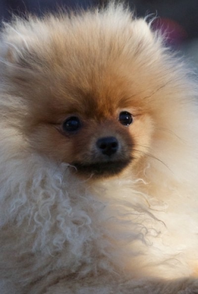 Pickles at 15 wks