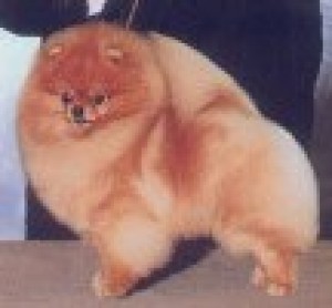 Dominic of Lenette