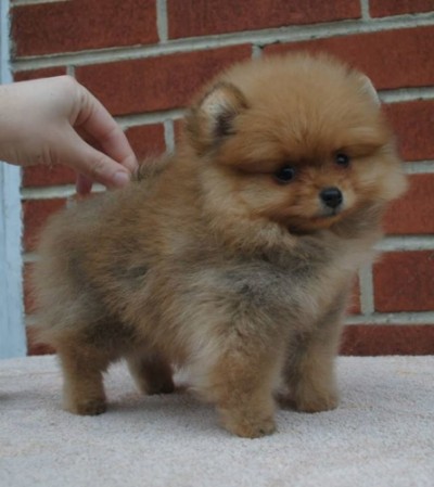 Marsha 9 wks