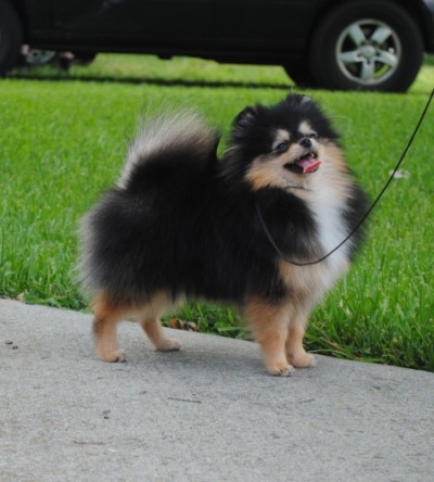 Tessy at 7 mos old
