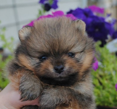 Inigo 4.5 wks